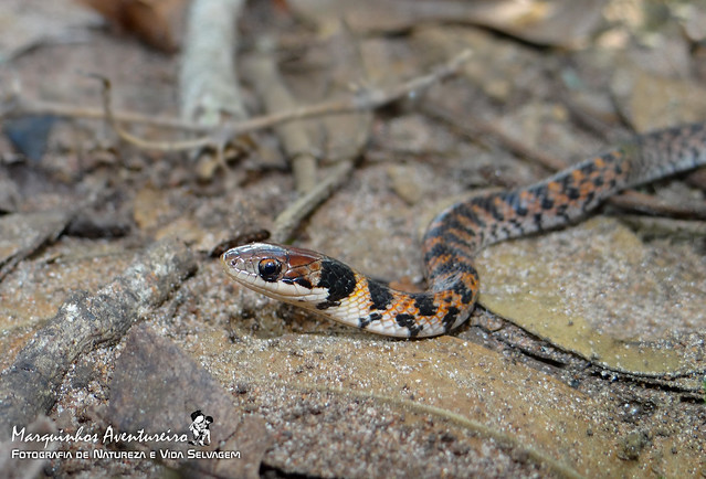 Cobra de capim - Erythrolamprus poecilogyrus (jovem)
