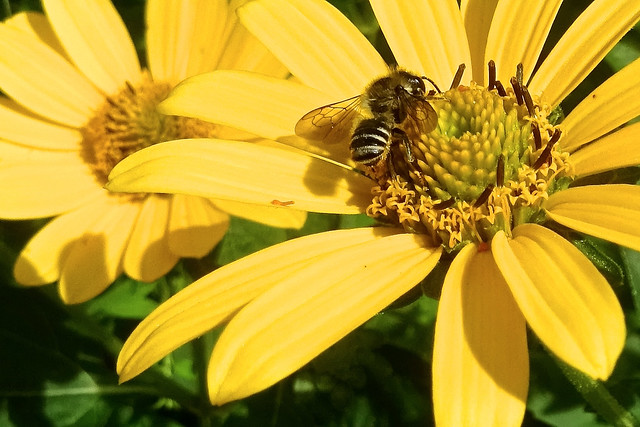 Bee Fly On Tickseed