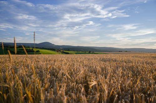 corn erzgebirge feld field gebirge geising geisingberg getreide sachsen sonnenuntergang sunset mountain germany