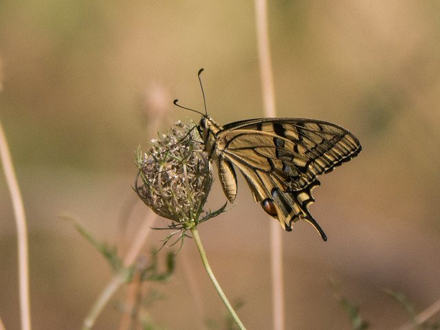 Papilio machaon & daucus carota