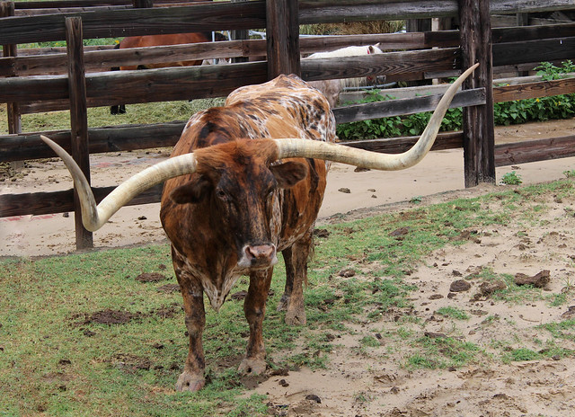 Texas Long Horn in the Fort Worth Cattleyards