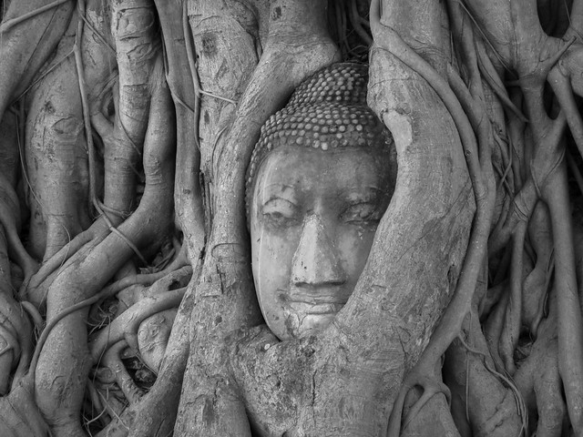 Thailand - Buddha Head In A Tree B&W