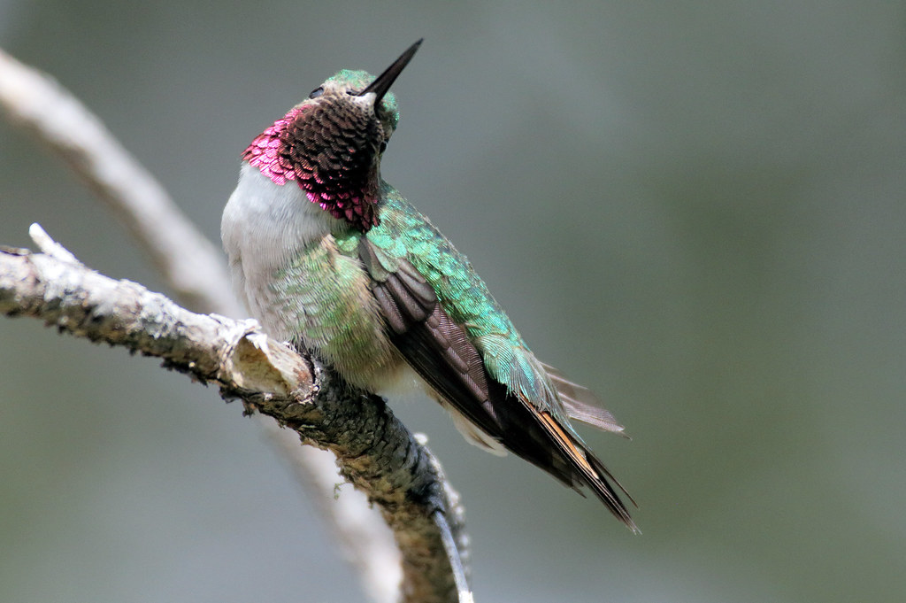 My Best Side -- Broad-tailed Hummingbird -- Male (Selasphorous platycercus); Santa Fe National Forest, NM, Thompson Ridge [Lou Feltz]