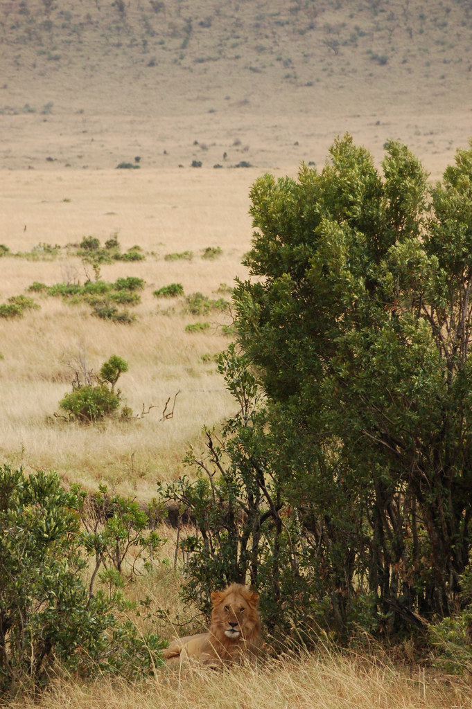 A male lion (Panthera leo) in Kenya.