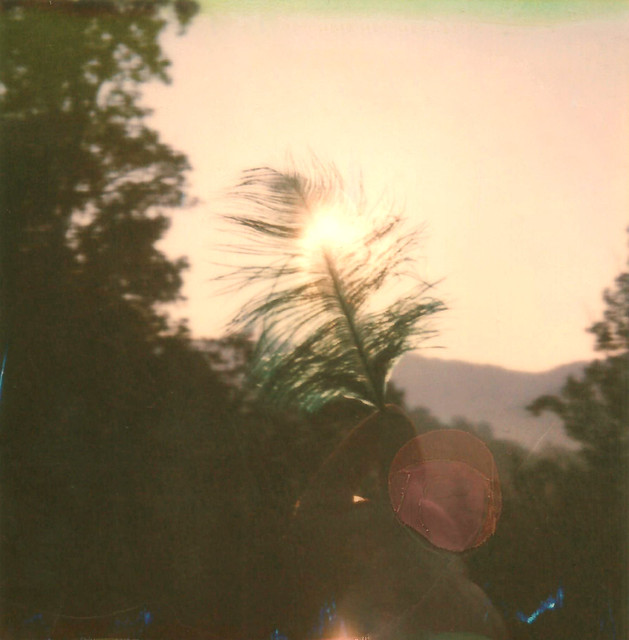 the instant photography feather in sunlight photo...