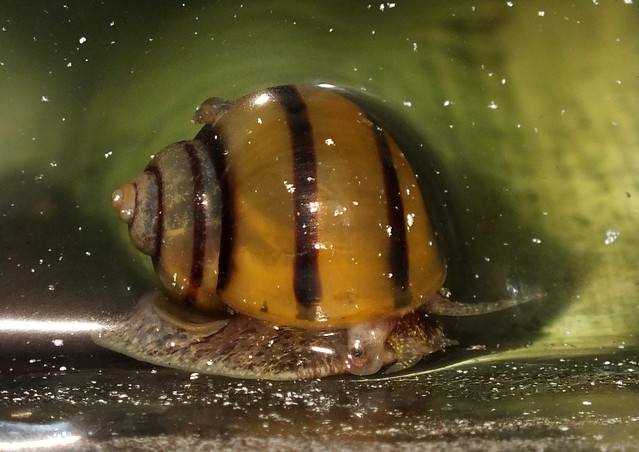 Striped apple snail (Asolene (Asolene) spixi) juvenile