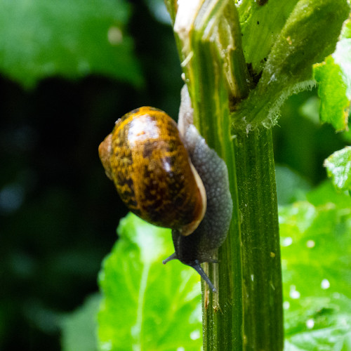 Snail on an umbellifer stem
