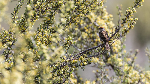 britishcolumbia canada northamerica oakanaganvalley osoyoos bird chippingsparrow desert landscape nature place sparrow wildlife