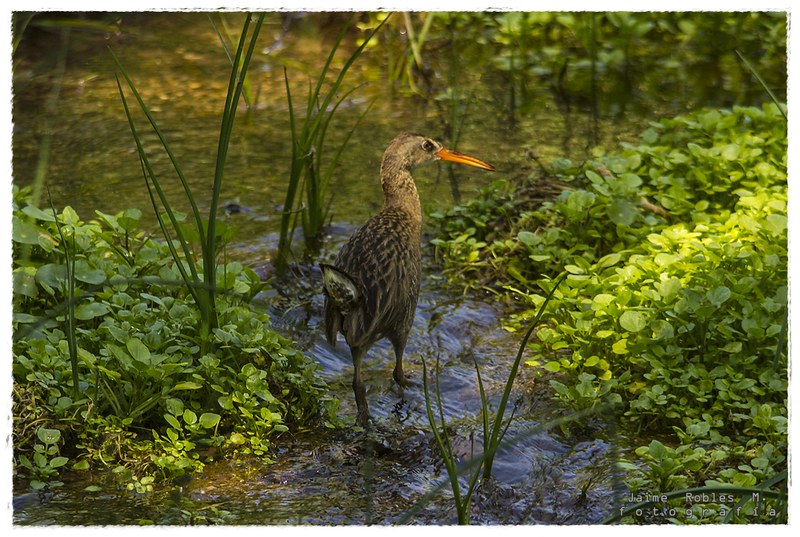 Aztec Rail / Rallus tenuirostris photo call and song