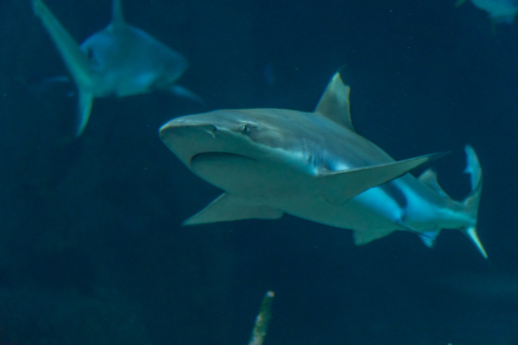The Great White. | Jonathan Chen | Flickr