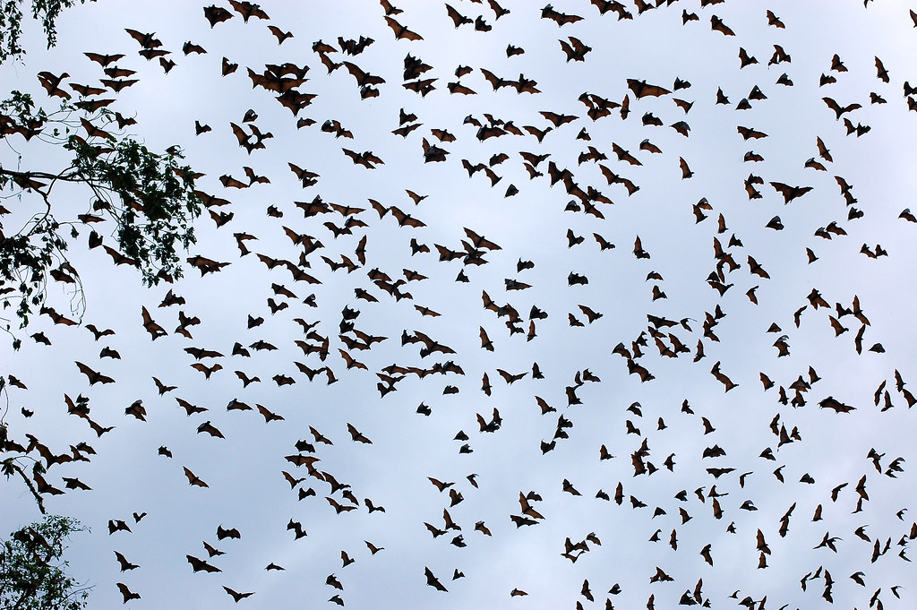 Bats flying in Gunung Lumut, East Kalimantan, Indonesia.