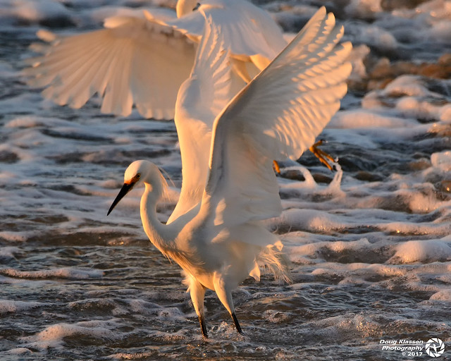 Egrets fishing in the surf at sunset