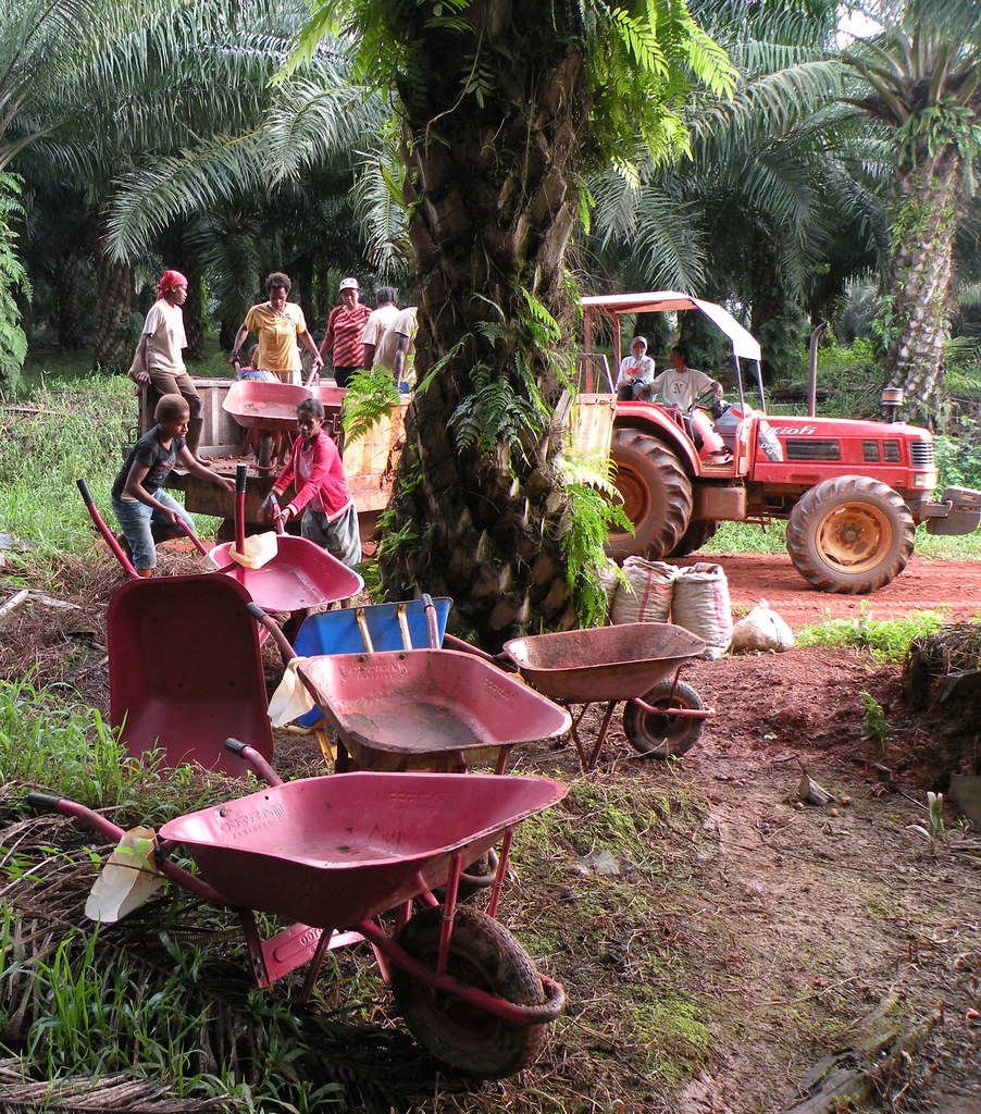 Workers at an oil palm plantation getting ready to fertilize the ground, Papua, Indonesia.