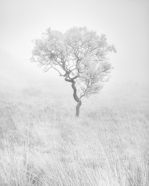 SILENCE 1 (infrared tree project)