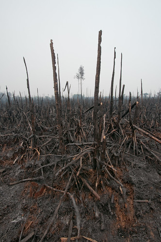haze fire forestfires smoke forestdamage firebehaviour emissions peat peatlands ecosystems palangkaraya greenhousegasemissions kalimantan kabupatenpulangpisau kalimantantengah indonesia id