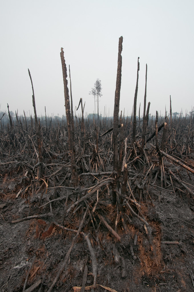 Areas of Sebangau National Park, Central Kalimantan have also been affected by fires.