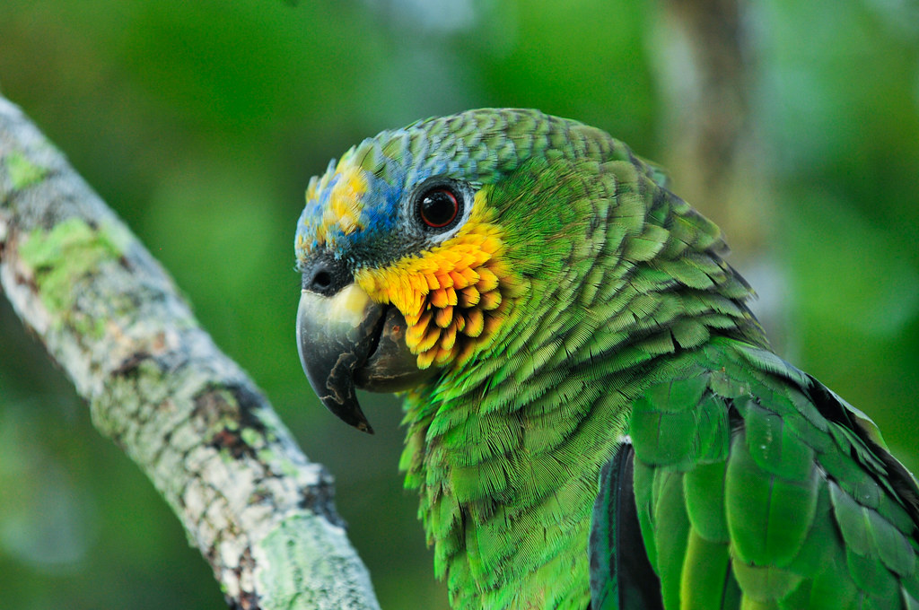 Parrot in the Amazon, Brazil.