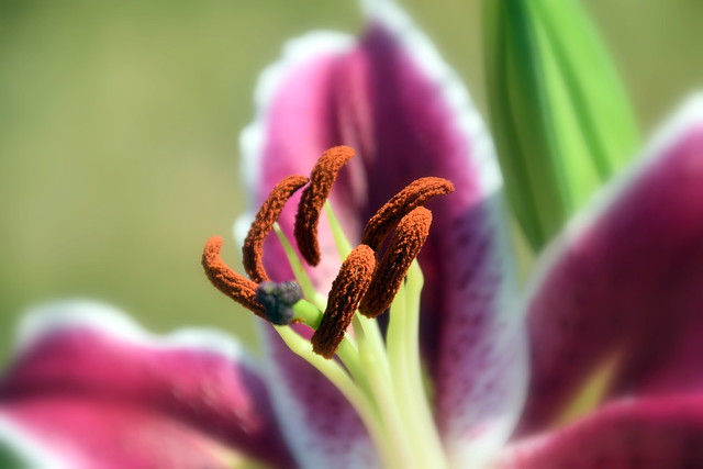Anthers, Lily