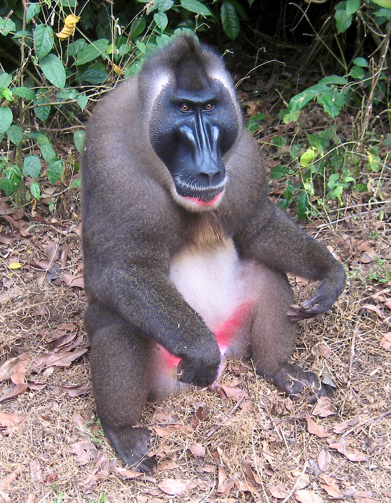 A Drill monkey (Mandrillus leucophaeus) in Cross River National Park, Nigeria.
