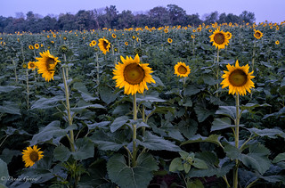 McKee-Beshers Sunflowers at Twilight