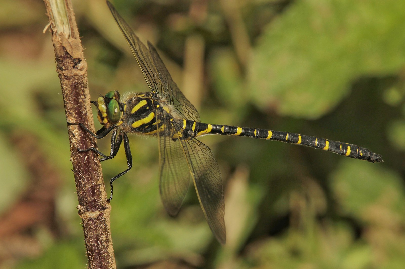 Golden ringed dragonfly, said hello Dave  Regards Trev ☺☺