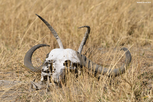 horn horns skull moremi moremigamereserve okavangodelta okavango delta botswana image:rating=5 image:id=204511