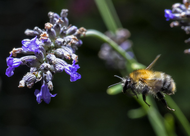 bumblebee approaches lavender