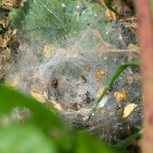 Funnel web, with remains