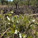 Jatropha plantations