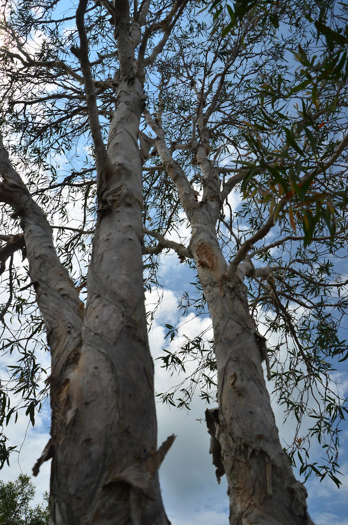 Eucalyptus Trees at District of West Seram.