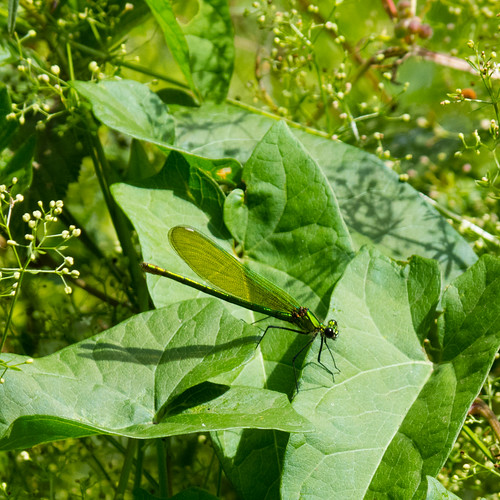 Greens: female beautiful demoiselle on a leaf