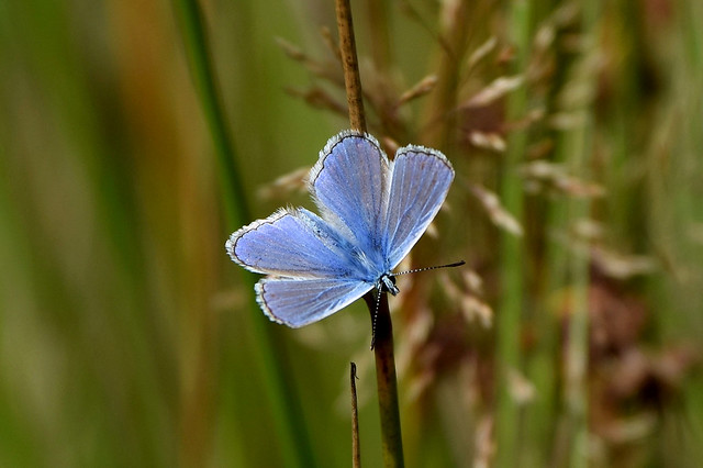 Male Common Blue butterfly