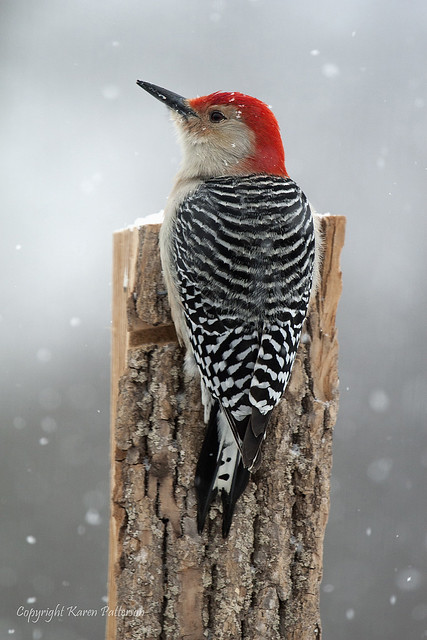 Male red bellied woodpecker clinging to tree trunk in winter