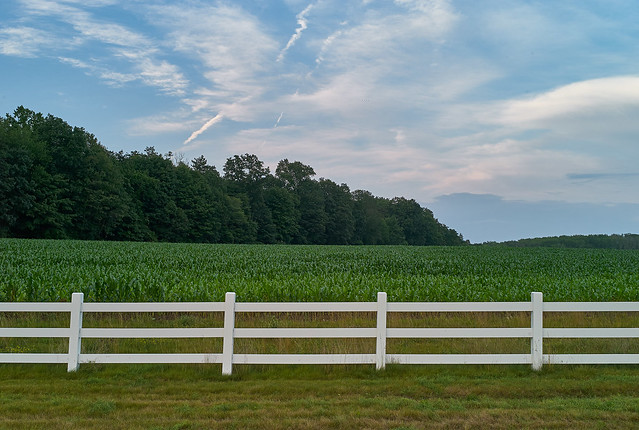 Cornfield along Discovery Drive at the University of Connecticut, Storrs