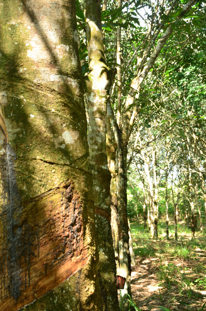 Rubber plantation at Ensaid Panjang Village, Sintang, West Kalimantan.