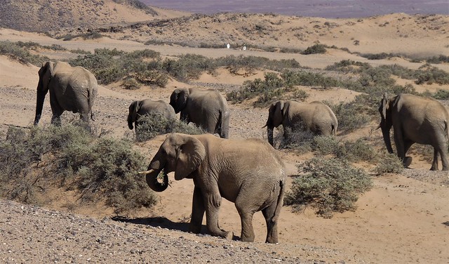 Namibia's Beauty:  Tracking Desert Adapted Elephants, Damaraland