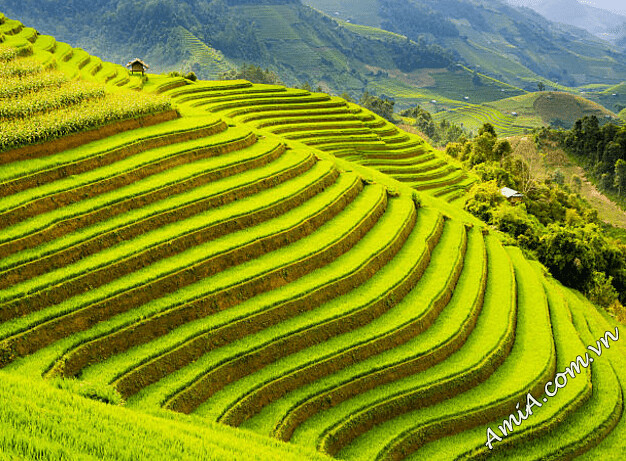 Tranh phong cảnh ruộng bậc thang ở Việt Nam: Bạn đã từng nghe đến những bức tranh phong cảnh ruộng bậc thang nổi tiếng tại Việt Nam chưa? Hãy cùng chúng tôi khám phá những nét đẹp tuyệt vời của những cánh đồng mùa lúa và những dãy núi thần tiên. Hãy xem video để hiểu thêm nhé!