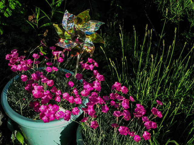 Pink Dianthus with Whirligig