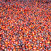 Oil palm fruits