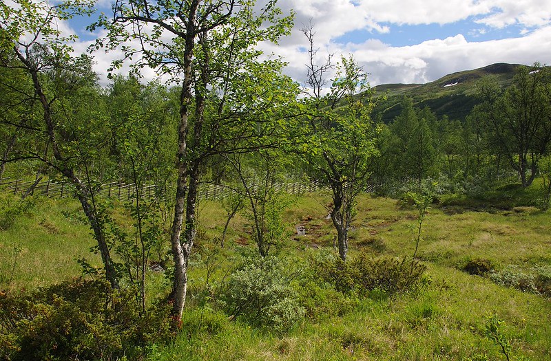 20160627-093F | Moor mit Bachläufen im Tänndalen, Standort der Lappländischen Fingerwurz (Dactylorhiza lapponica). Jämtland / Schweden, 27.06.2016