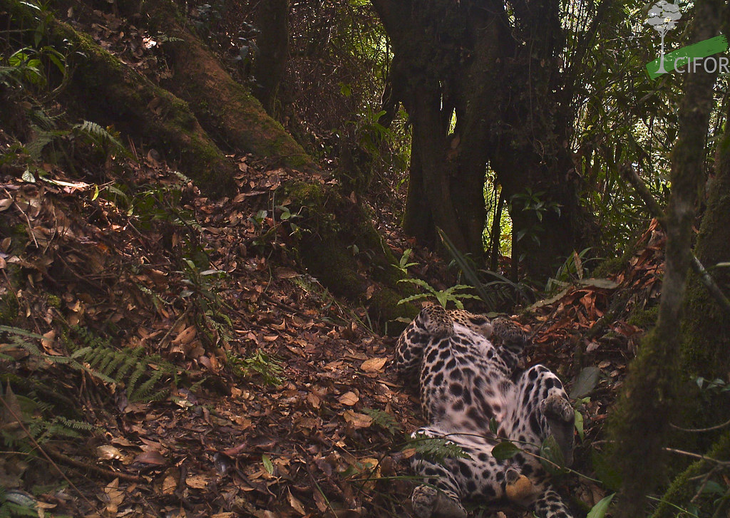 A Javan leopard caught on a camera trap in Gunung Halimun-Salak National Park, West Java, Indonesia. Photo courtesy of Center...