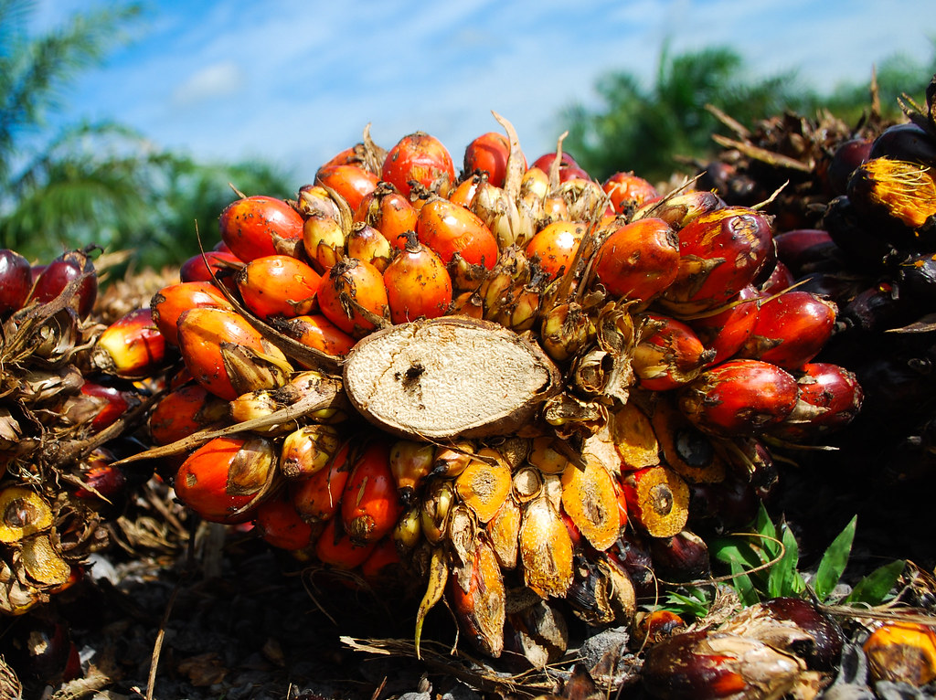 Oil palm fruits. Jambi, Indonesia.