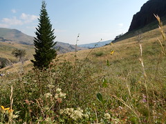 Montane parklands of the Jarbidge Mountains