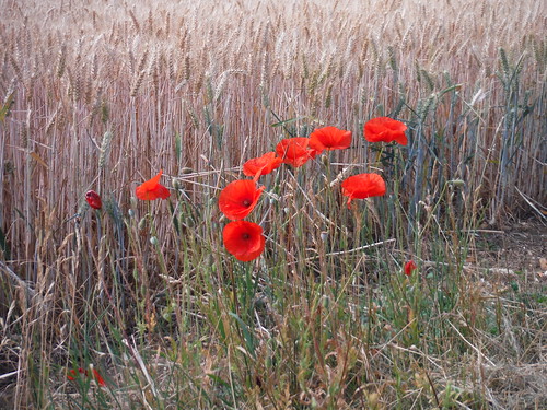 Poppies on field verge SWC Walk 233 - Arlesey to Letchworth Garden City