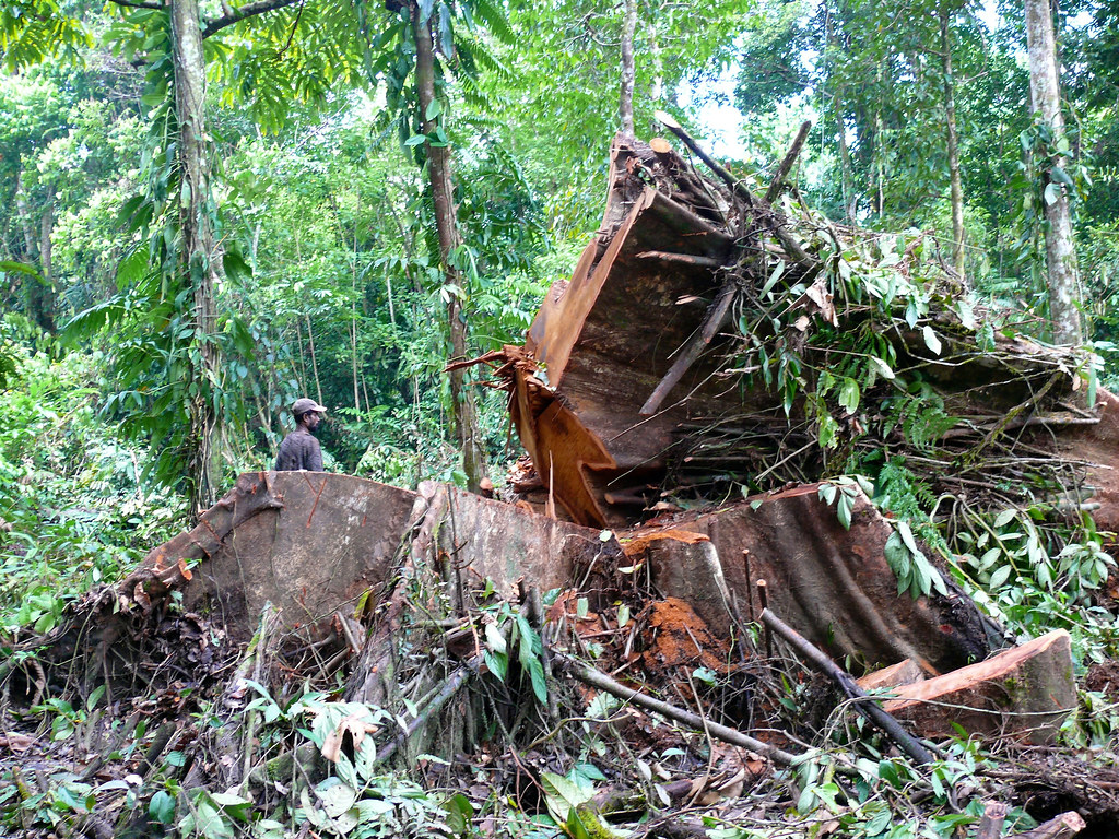 A felled tree in Papua, Indonesia.