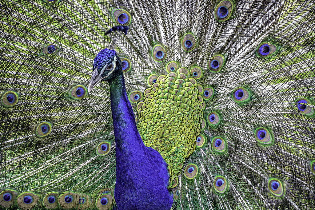 Peacock & Plumage Portrait