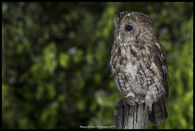 Tawny Owl