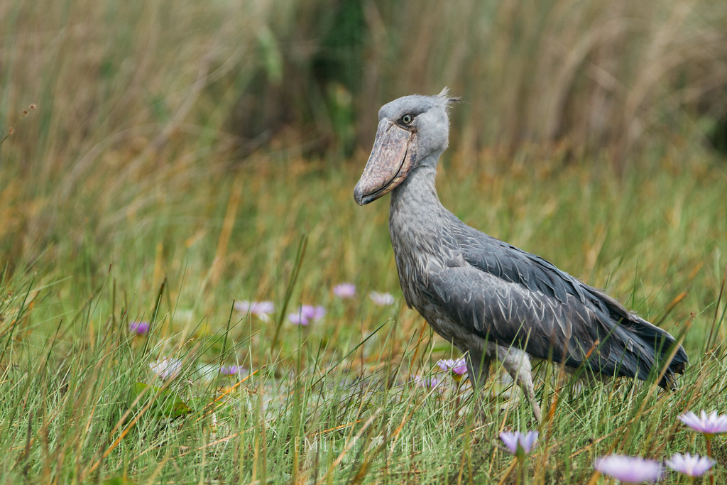 Shoebill stork, Uganda