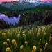 Twilight Light Shining On Beargrass On Mt Rainier