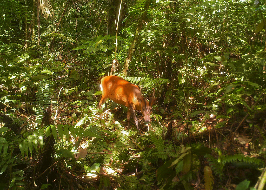 Barking deer (Muntiacus) caught on a camera trap in Gunung Halimun-Salak National Park, Java, Indonesia. Photo courtesy of Center for...